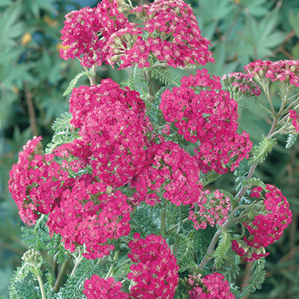 ACHILLEA MILLEFOLIUM - SAUCY SEDUCTION