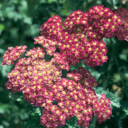ACHILLEA MILLEFOLIUM - STRAWBERRY SEDUCTION