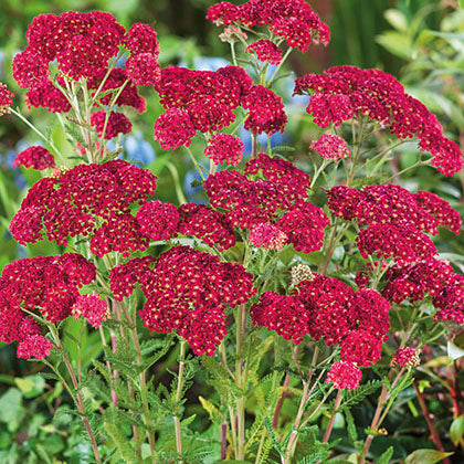 ACHILLEA MILLEFOLIUM - TUTTI FRUTTI POMEGRANATE