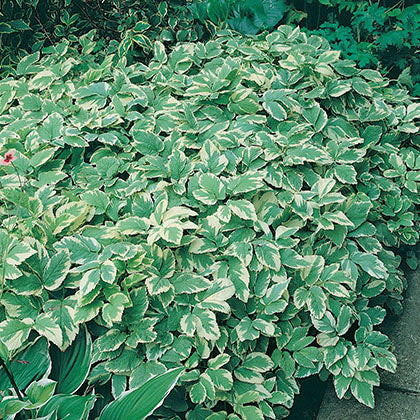 AEGOPODIUM PODAGRARIA - VARIEGATUM