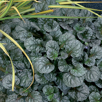 AJUGA REPTANS - BLACK SCALLOP