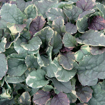 AJUGA REPTANS - BURGUNDY GLOW