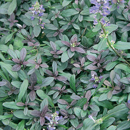 AJUGA X TENORII - CHOCOLATE CHIP