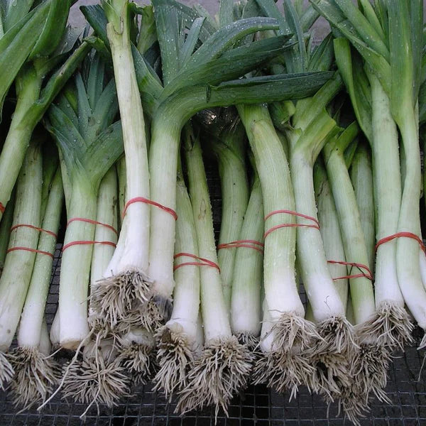 SEMENCES DE LEGUMES BIO: POIREAU - KING RICHARD