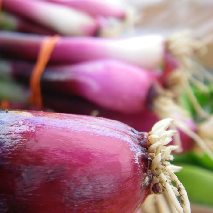 SEMENCES DE LEGUMES BIO: OIGNON - RED BARON