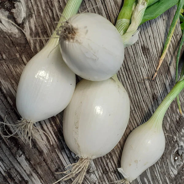 SEMENCES DE LEGUMES BIO: OIGNON - GLADSTONE