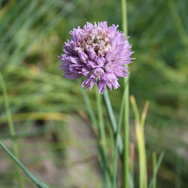 SEMENCES DE FINES HERBE BIO: CIBOULETTE