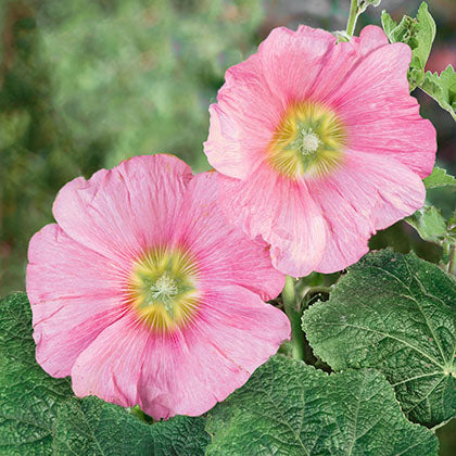 ALCEA ROSEA - RADIANT ROSE