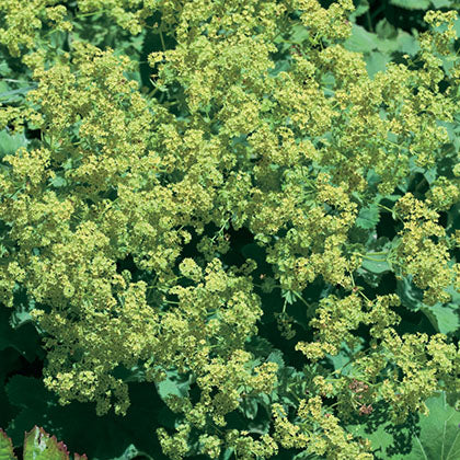 ALCHEMILLA MOLLIS