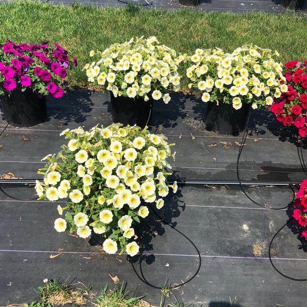 PETUNIA EASY WAVE - YELLOW