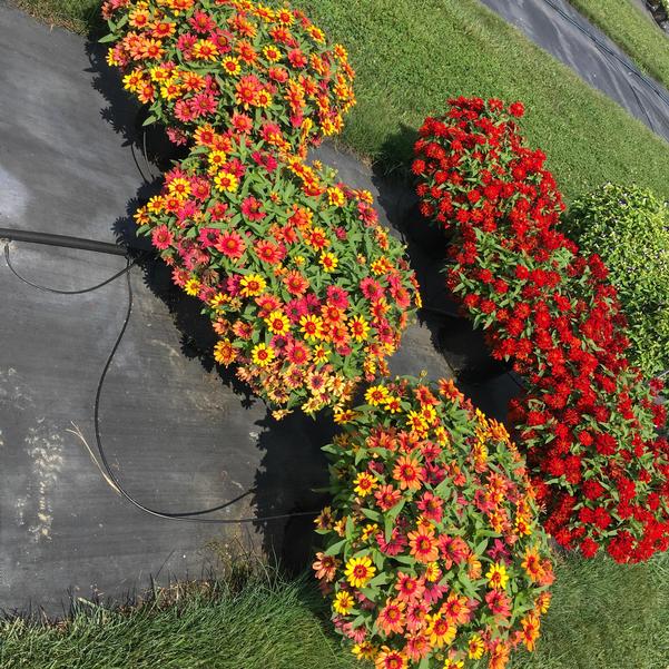 ZINNIA X HYBRIDA PROFUSION - RED YELLOW BICOLOR