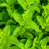 MENTHE - POIVREE
