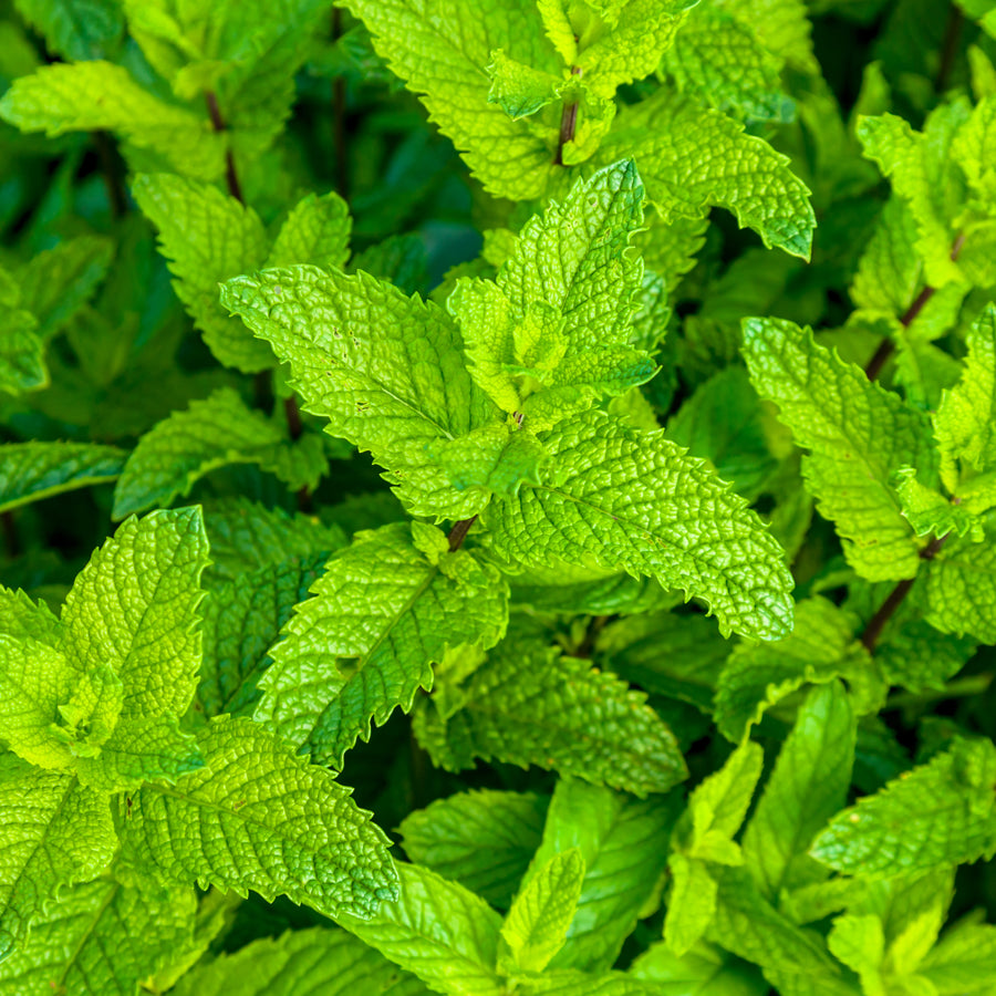 PEPPERMINT