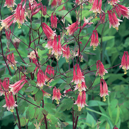AQUILEGIA CANADENSIS