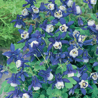 AQUILEGIA - KIRIGAMI