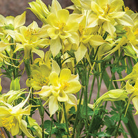 AQUILEGIA - KIRIGAMI