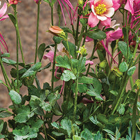 AQUILEGIA - KIRIGAMI