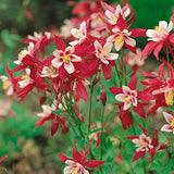 AQUILEGIA - KIRIGAMI