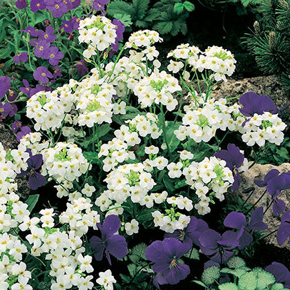 ARABIS CAUCASICA - SNOWFIX