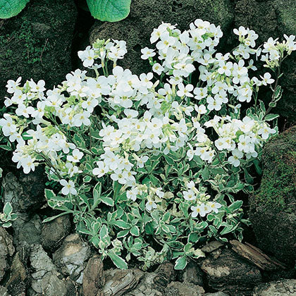 ARABIS CAUCASICA - VARIEGATA