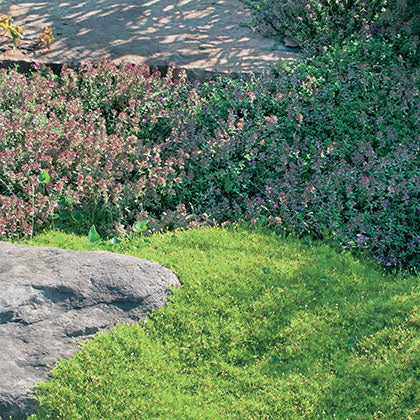 ARENARIA VERNA - AUREA (SAGINA SUBULATA)