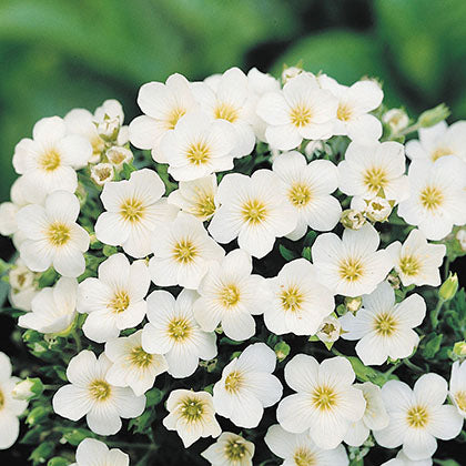 ARENARIA MONTANA - AVALANCHE