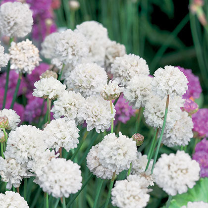 ARMERIA MARITIMA - BALLERINA WHITE