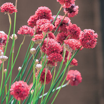 ARMERIA MARITIMA - BALLERINA RED