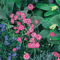 ARMERIA MARITIMA - SPLENDENS