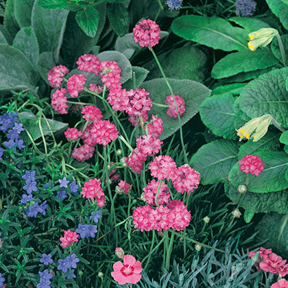 ARMERIA MARITIMA - SPLENDENS