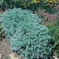 ARTEMISIA SCHMIDTIANA - SILVER MOUND