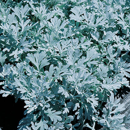 ARTEMISIA STELLERIANA - SILVER BROCADE