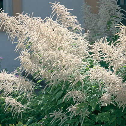 ARUNCUS DIOICUS