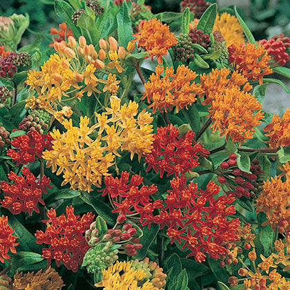 ASCLEPIAS TUBEROSA - GAY BUTTERFLIES