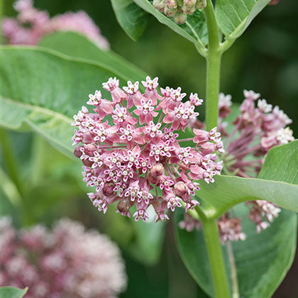 ASCLEPIAS SYRIACA