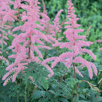 ASTILBE X ARENDSII - CATTLEYA