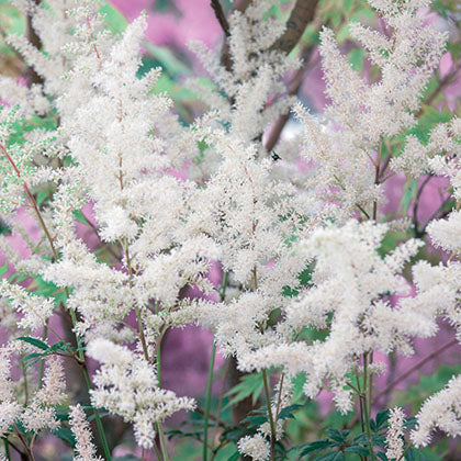 ASTILBE X ARENDSII - DIAMANT