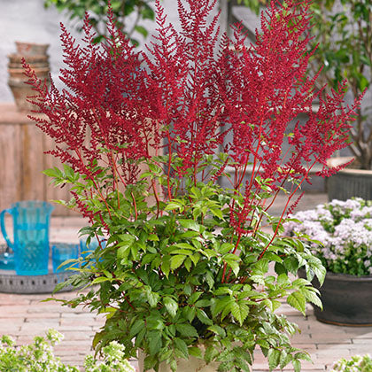 ASTILBE X ARENDSII GLOW