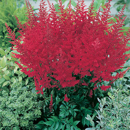 ASTILBE - RADIUS