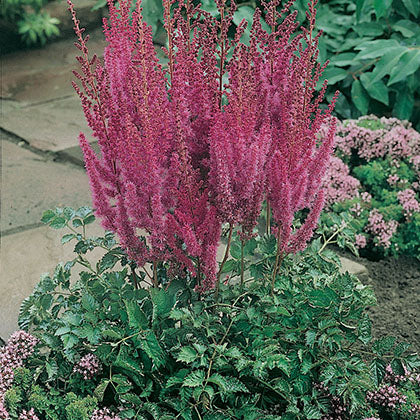 ASTILBE CHINENSIS TAQUETII - SUPERBA