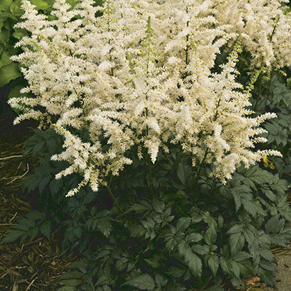 ASTILBE CHINENSIS - VISION IN WHITE