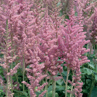 ASTILBE CHINENSIS - VISION IN PINK