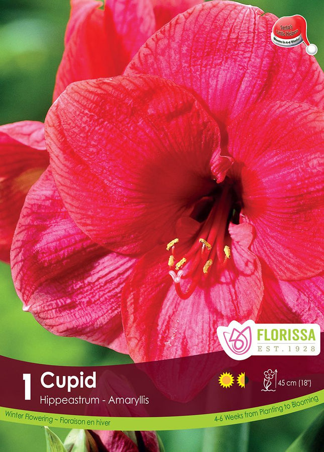 AMARYLLIS XMAS BLOOM CUPID PKG