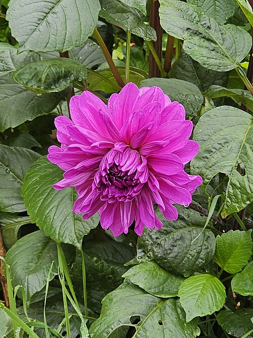 DAHLIA VIOLET