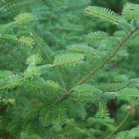 ABIES BALSAMEA