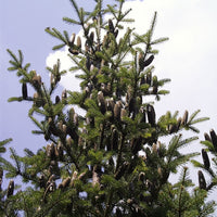 ABIES BALSAMEA