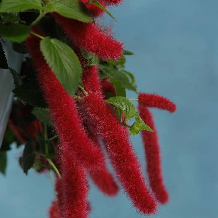 ACALYPHA CHENILLE FIRETAIL