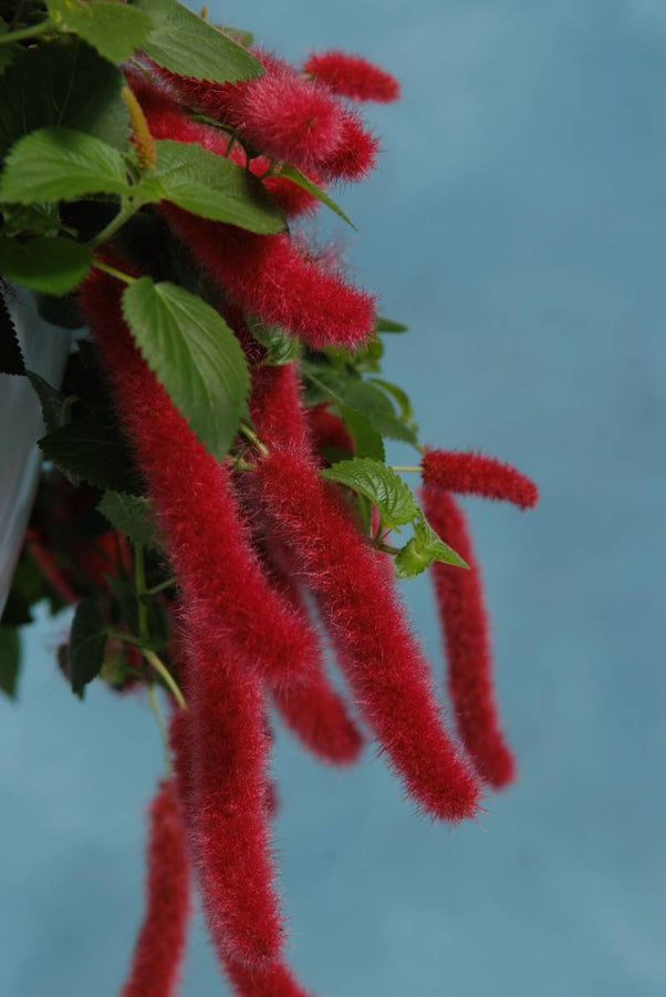 ACALYPHA CHENILLE FIRETAIL
