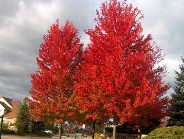 ACER FREEMANI - AUTUMN BLAZE