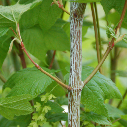 ACER PENSYLVANICUM